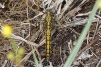 Orthetrum cancellatum