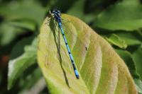 Coenagrion puella