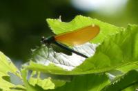 Calopteryx virgo