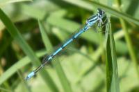 Coenagrion puella