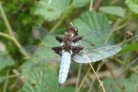 Libellula depressa