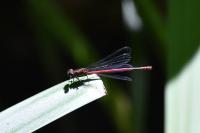 Pyrrhosoma nymphula