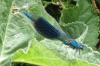 Calopteryx splendens