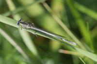 Platycnemis pennipes