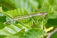 Platycnemis pennipes