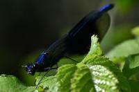 Calopteryx splendens