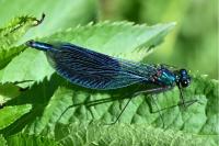 Calopteryx splendens
