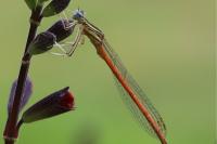 Platycnemis acutipennis
