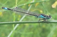 Ischnura elegans