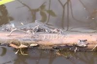 Sympecma fusca