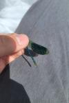 Calopteryx splendens