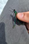 Calopteryx splendens