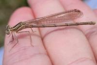 Platycnemis pennipes