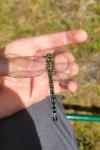 Brachytron pratense