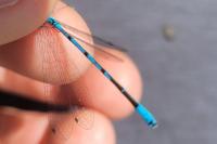 Coenagrion puella