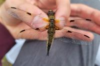 Libellula quadrimaculata
