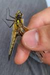 Libellula quadrimaculata