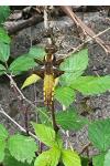 Libellula depressa