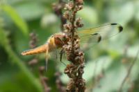 Libellula fulva