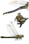 Gomphus vulgatissimus