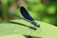Calopteryx virgo