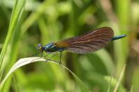 Calopteryx virgo