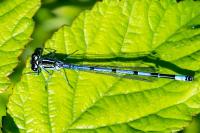 Coenagrion puella