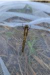 Orthetrum albistylum