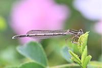 Platycnemis pennipes
