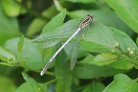 Platycnemis pennipes