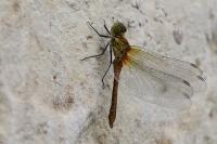 Sympetrum sanguineum