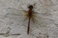 Sympetrum sanguineum