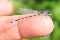 Ischnura elegans