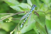 Enallagma cyathigerum