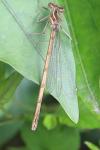 Platycnemis acutipennis