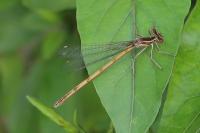 Platycnemis acutipennis