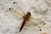 Libellula fulva