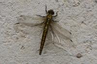 Orthetrum cancellatum