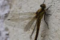 Orthetrum cancellatum