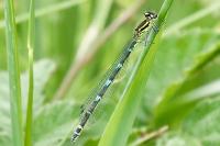 Coenagrion mercuriale