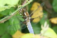 Libellula depressa