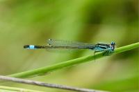 Ischnura elegans