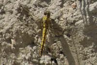 Orthetrum cancellatum