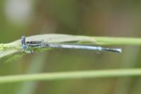 Platycnemis pennipes