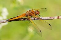 Libellula fulva