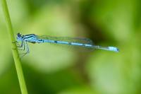 Coenagrion puella
