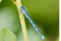Erythromma lindenii