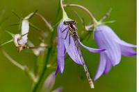 Platycnemis pennipes