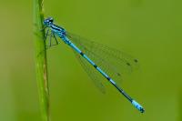 Coenagrion puella