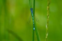 Coenagrion puella